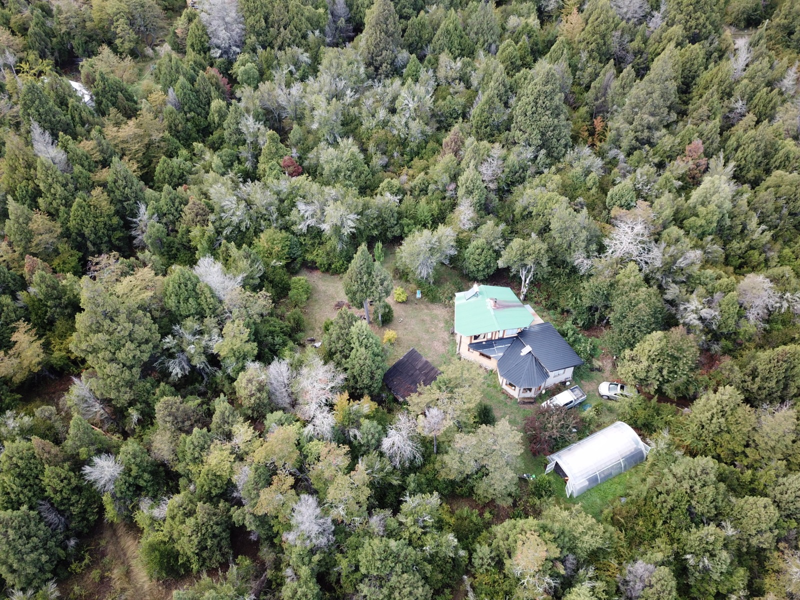 Bosque andino patagónico