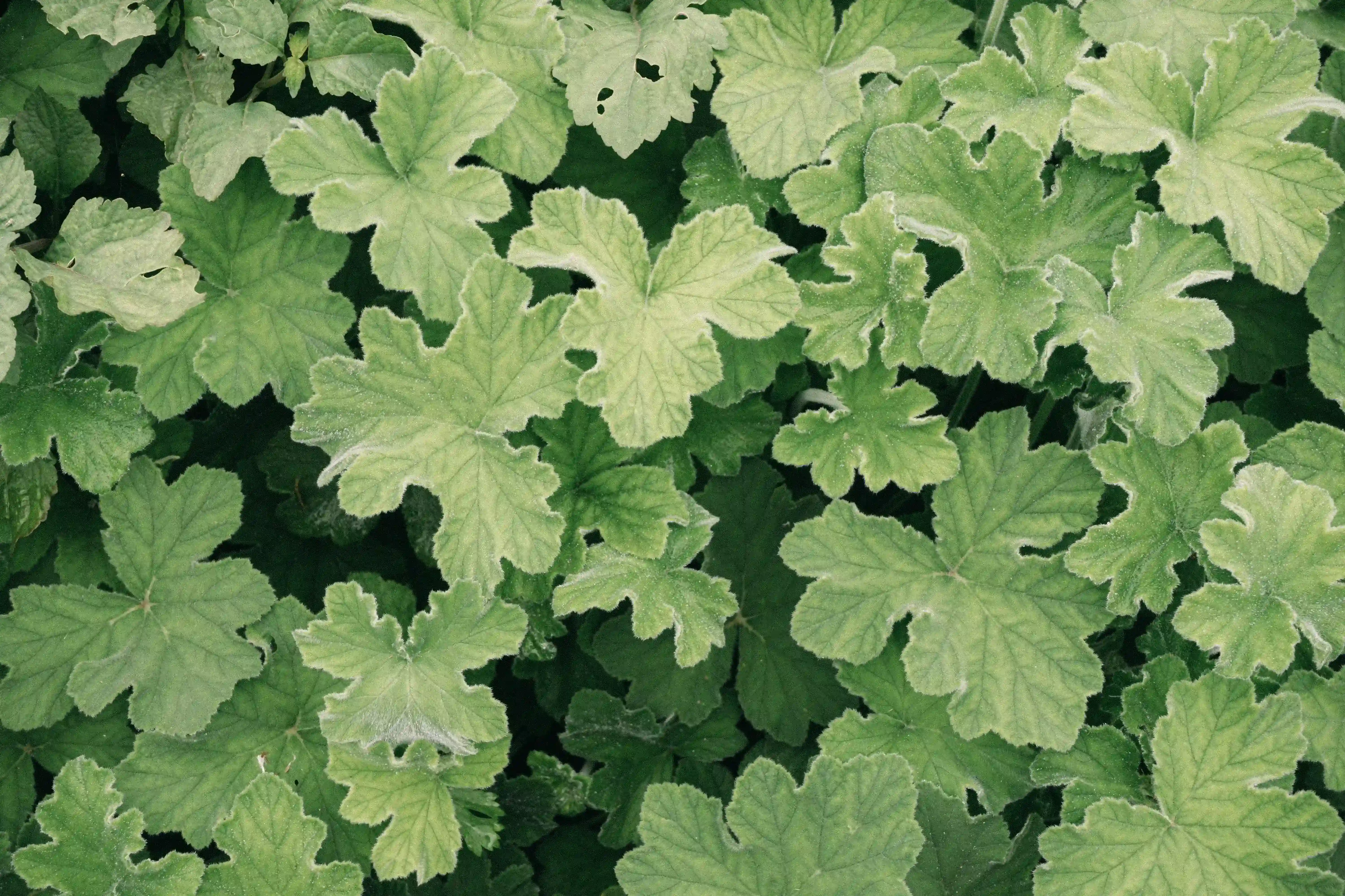 Plantas medicinales