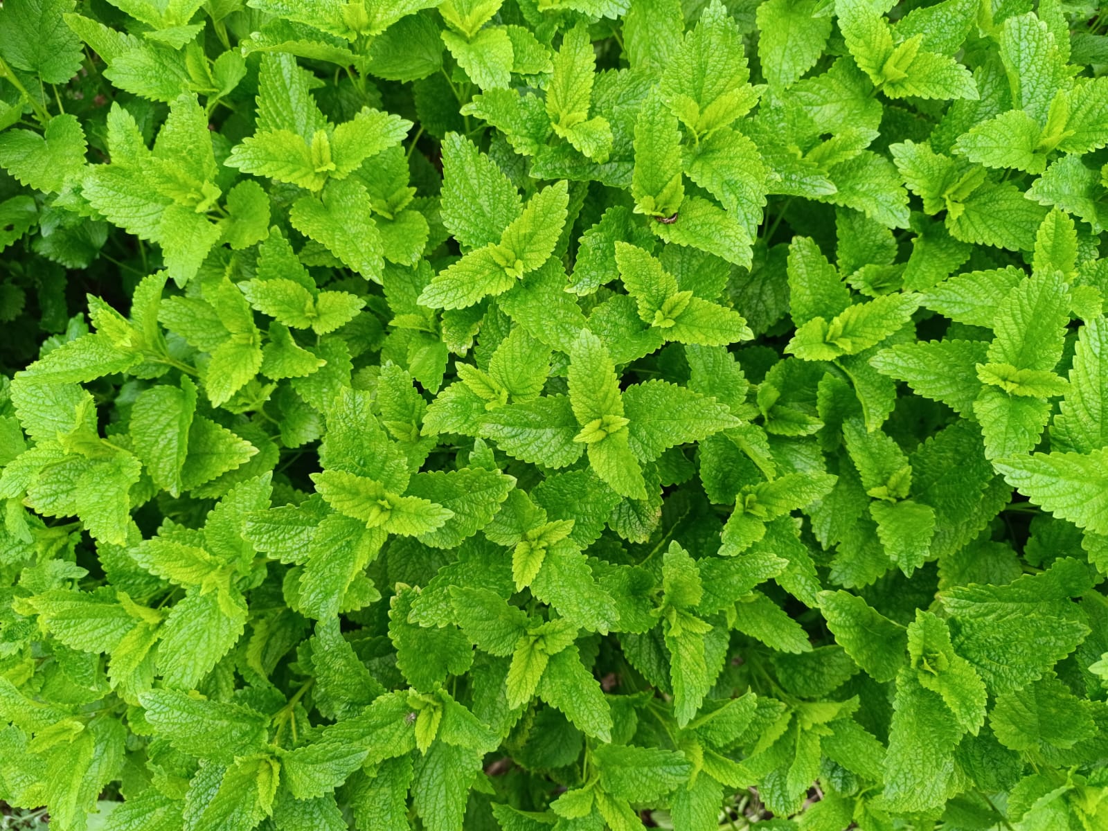 Plantas medicinales